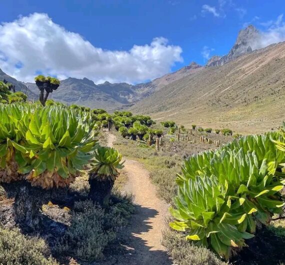 best time to climb mount kenya guide