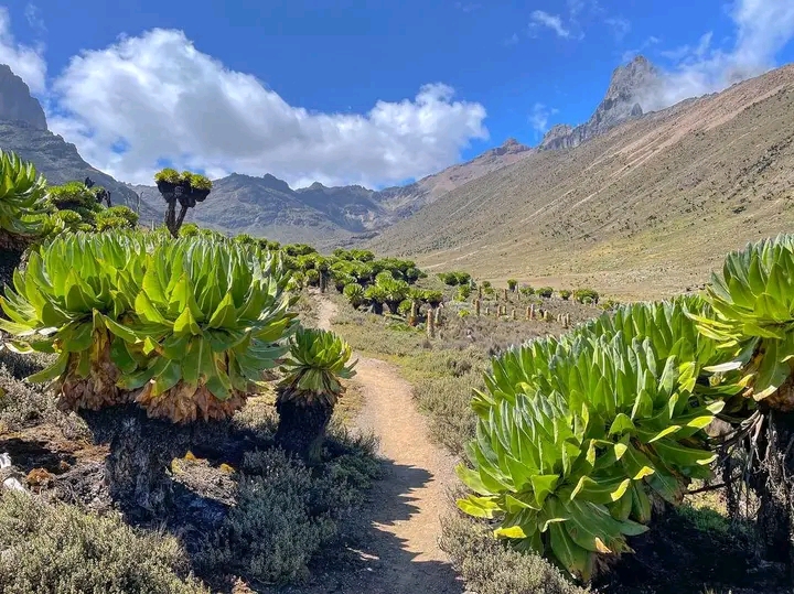 best time to climb mount kenya guide